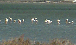 Des flamants roses